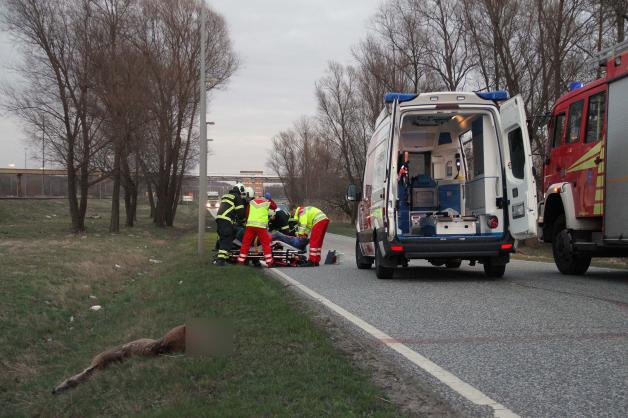 Ungewöhnlicher Wildunfall in Rostock: Trächtiges Reh springt in Motorradfahrer - Mann bricht sich beide Beine - Ricke getötet Ungewöhnlicher Wildunfall in Rostock: Trächtiges Reh springt in Motorradfahrer - Mann bricht sich beide Beine - Ricke getötet
