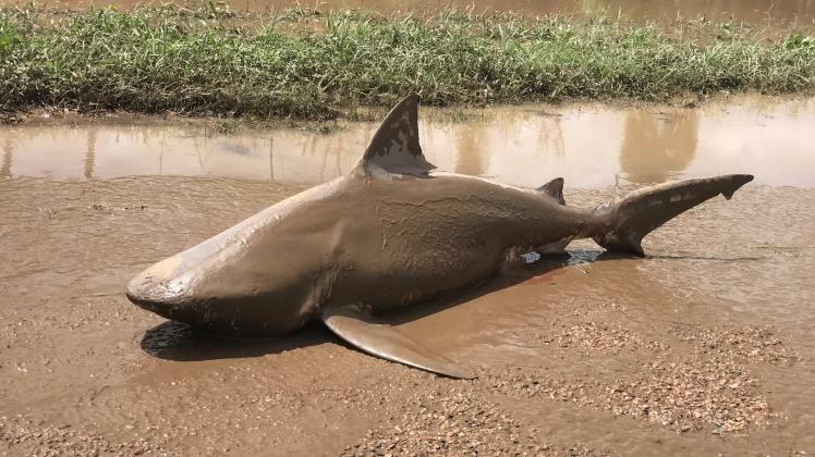 Ein gestrandeter Hai liegt in Ayr, Australien, auf der Erde.