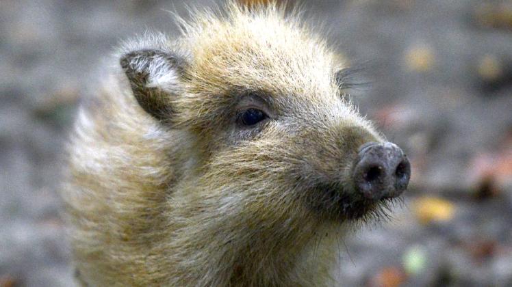 Die ganz kleinen Frischlinge, wie dieser, kommen den Jägern noch nicht vor die Flinte. Bringen die Tiere um die zehn Kilogramm auf die Waage, dürfen sie geschossen werden.  