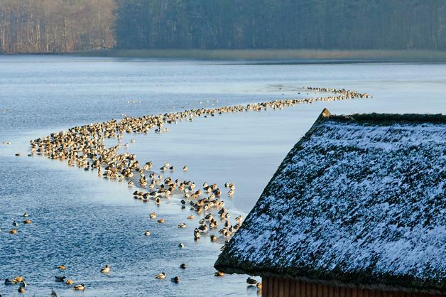 Wasservögel sammeln sich an der Eiskante auf dem  Krakower See. 