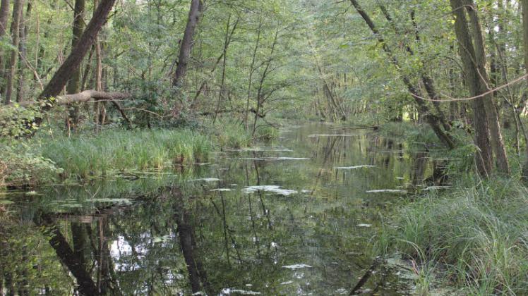 Über den Nausdorfer Kanal zwischen Rambower Moor und Rudower See erfolgt der Nährstoffeintrag, der laut Experten schädlich ist. 