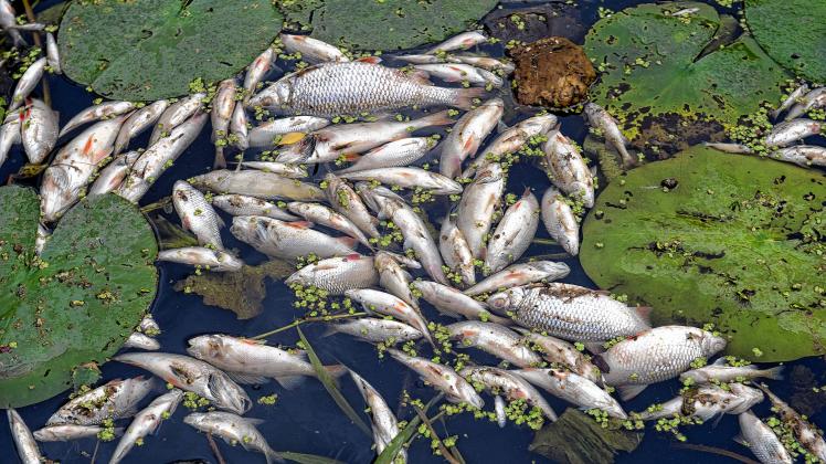 Auch in der Peene gab es 2015 Jahr ein großes Fischsterben