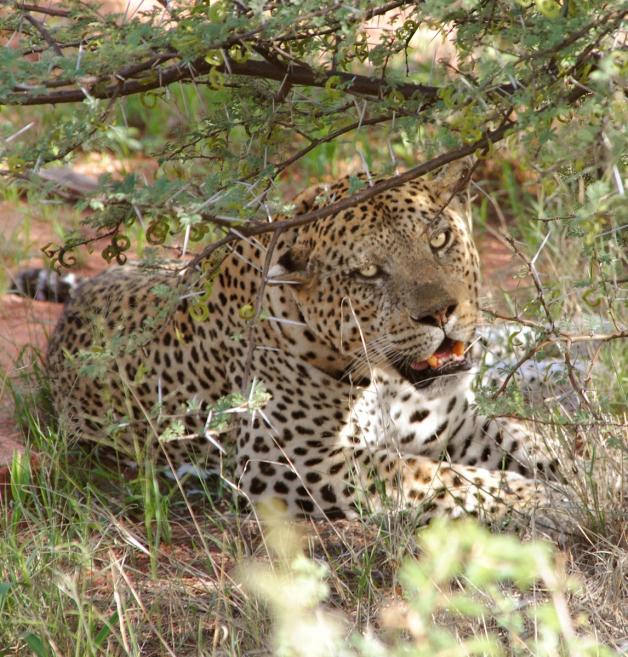 Der Leopard mit Namen Mafana fühlt sich in der Mittagsruhe gestört. Der Leopard mit Namen Mafana fühlt sich in der Mittagsruhe gestört.