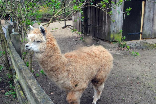 Neu im Schweriner Zoo: Alpaka-Hengst Sanchez ist ein Jahr alt und freut sich auf viele Besucher an den beiden Osterfeiertagen.  Fotos: Christian Koepke (2) 