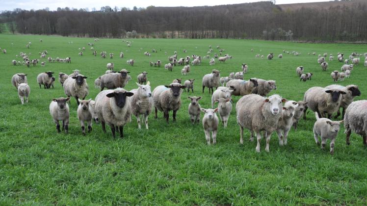Die erste Herde mit rund 300 Muttern und ihren Lämmern ist seit einigen Tagen auf der Weide bei Groß Görnow. Fotos: Rüdiger Rump Die erste Herde mit rund 300 Muttern und ihren Lämmern ist seit einigen Tagen auf der Weide bei Groß Görnow. Fotos: Rüdiger Rump