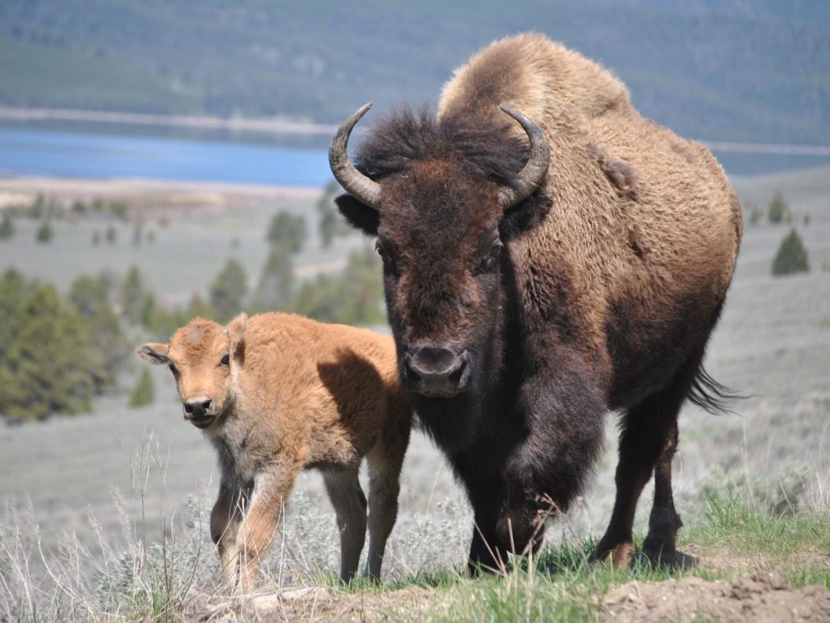 Welcher Staat hat die meisten Bisons?