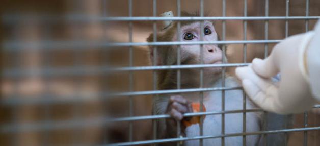 Ein Erfolg für die Tierschützer: Das Max-Planck-Institut für biologische Kybernetik in Tübingen will künftig seine Versuche an Affen einstellen.  