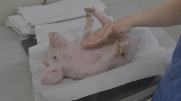 Backtest: Wie schnell reagiert das Schwein auf seine Lage?  