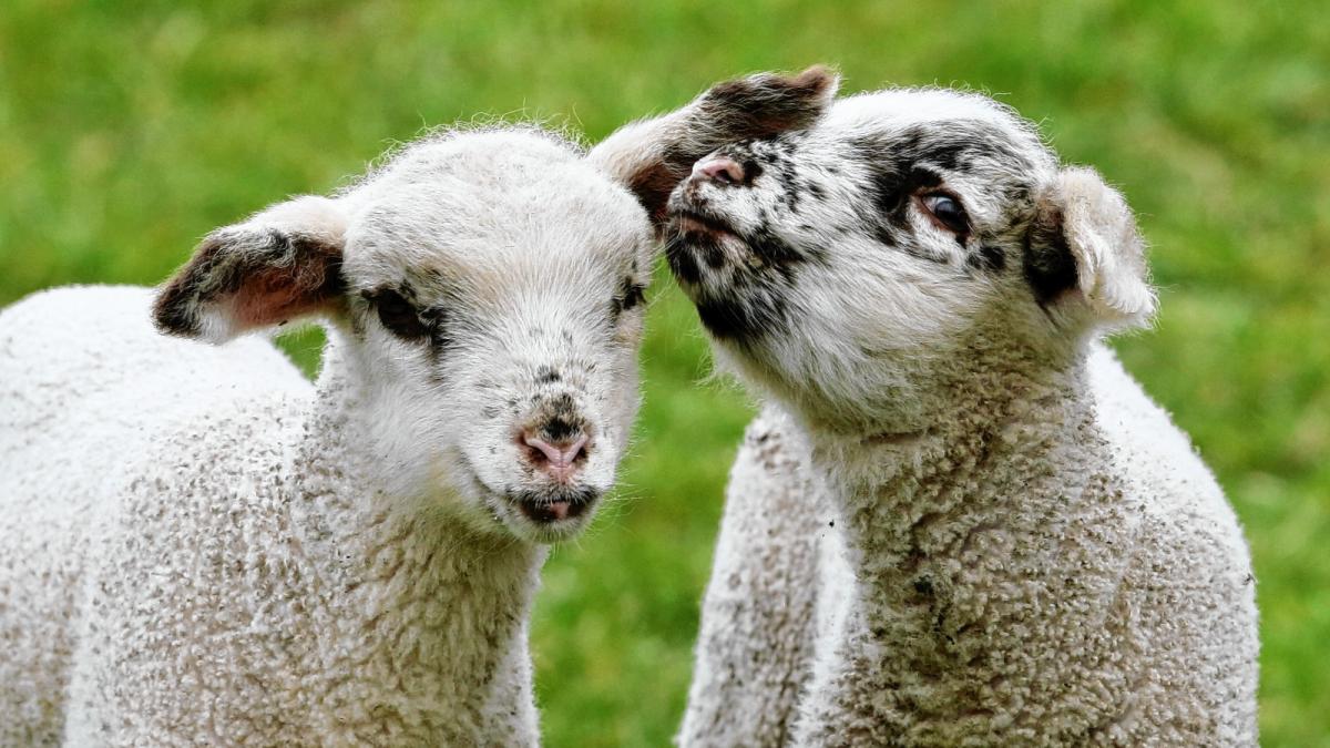 Amtsgericht Niebüll verhandelt Streit um Lämmer SHZ