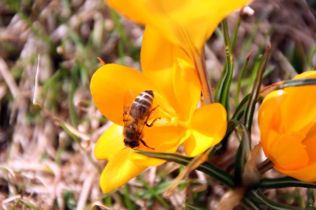 Bienen laben sich an Krokussen.  