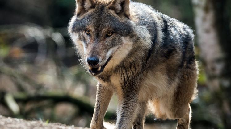 Von diesem Wolf geht keine Gefahr aus – er lebt im Gehege des Wildparks Schorfheide in Groß Schönebeck.  