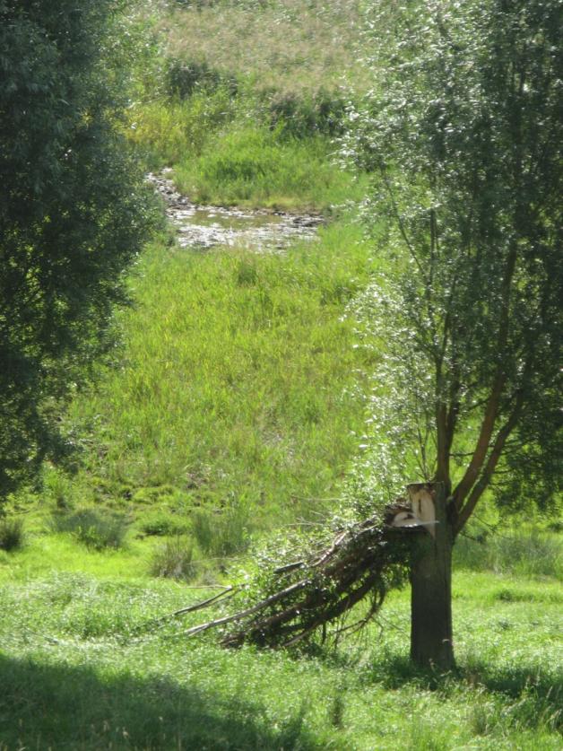 Austrittsstellen des Wassers in den Salzwiesen. Austrittsstellen des Wassers in den Salzwiesen.