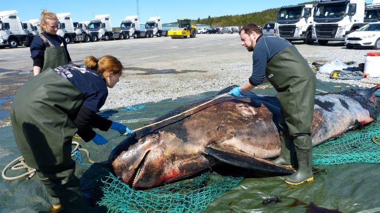 Stralsunder Wissenschaftler vermessen den gestrandeten Wal.  