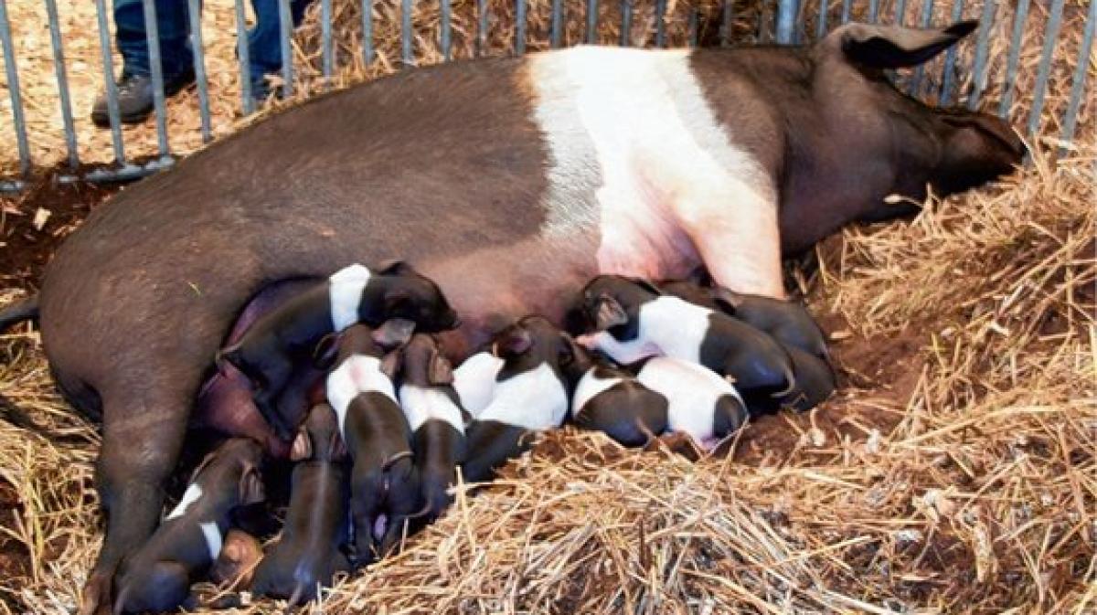 "Ohne Bauern geht es nicht" | SHZ