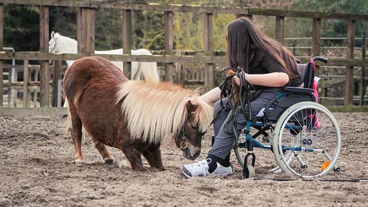 Freiarbeit im Rollstuhl zeigt Julie Lichte mit ihren Minishettys.  