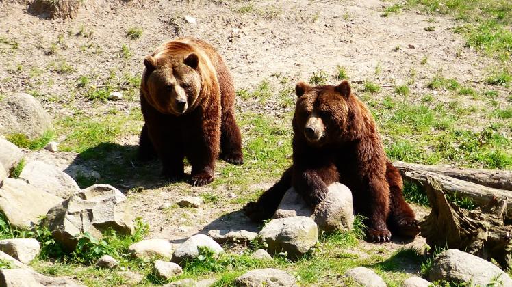 Das Domizil der Bärenbrüder Fred und Frode im Güstrower Wildpark ist der Lieblingsplatz von Andrea Schenck aus Güstrow. 