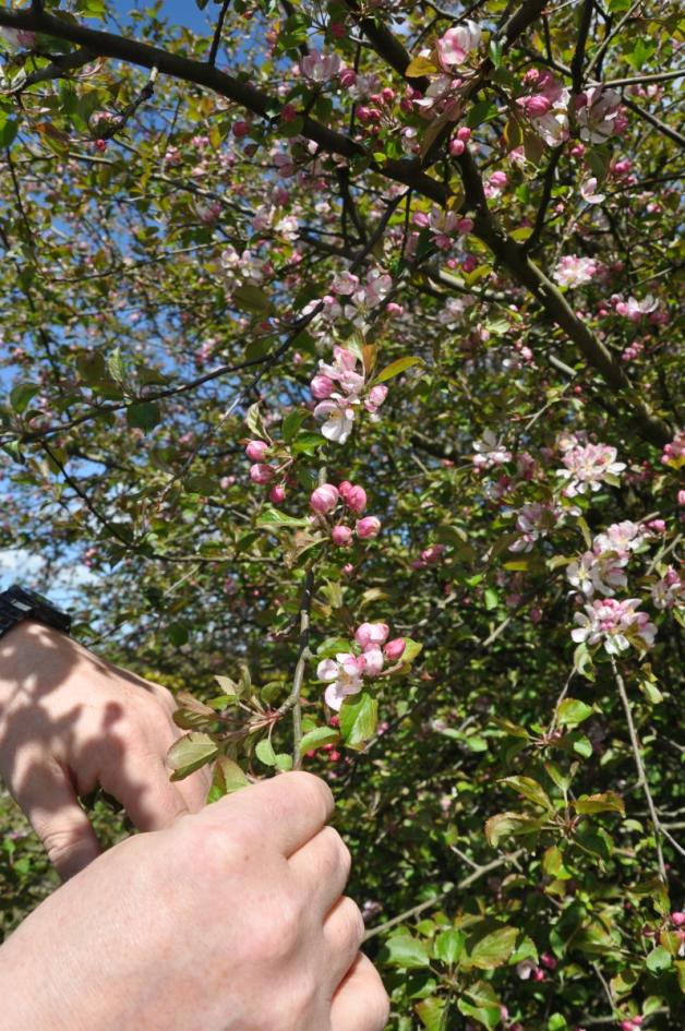 Drei der vier Teile des alten Baumes haben Wurzeln geschlagen und stehen jetzt in Blüte. Drei der vier Teile des alten Baumes haben Wurzeln geschlagen und stehen jetzt in Blüte.