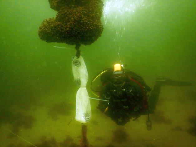 Test am Meeresgrund: Muscheln werden ausgebracht,  um die Schadstoffbelastung zu erfassen.