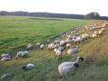Schafe sind für die Pflege der Deiche wichtig. Allerdings muss auch maschinell gemäht werden. 