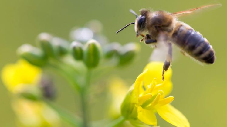 Ein Verbot von Insektiziden verringert die Rapserträge, schützt aber die Bienen. 
