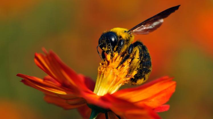Im Frühling beginnen die Bienen, Pollen zu sammeln.  
