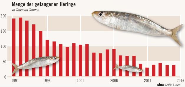 hering.jpg hering.jpg