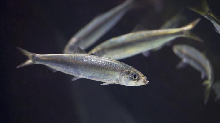 Heringe ist ein Salzwasserfisch. Einige Arten leben aber auch im Süßwasser.