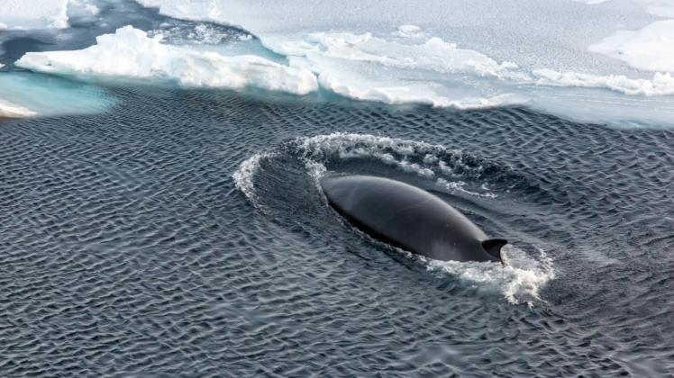 Zwergwale sind für Forscher im Winter besonders gut zu hören. Zwergwale sind für Forscher im Winter besonders gut zu hören.