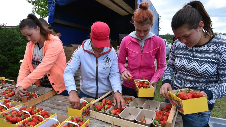 Erntehelfer sortieren frische Erdbeeren in Verkaufsschalen.  