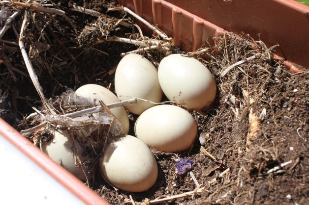 Die Enten-Eier im Blumenkasten Die Enten-Eier im Blumenkasten