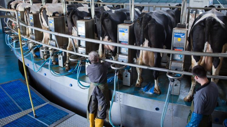 Melker legen Kühen  in der Agrarproduktionsgesellschaft Agp Lübesse das Melkgeschirr an.  