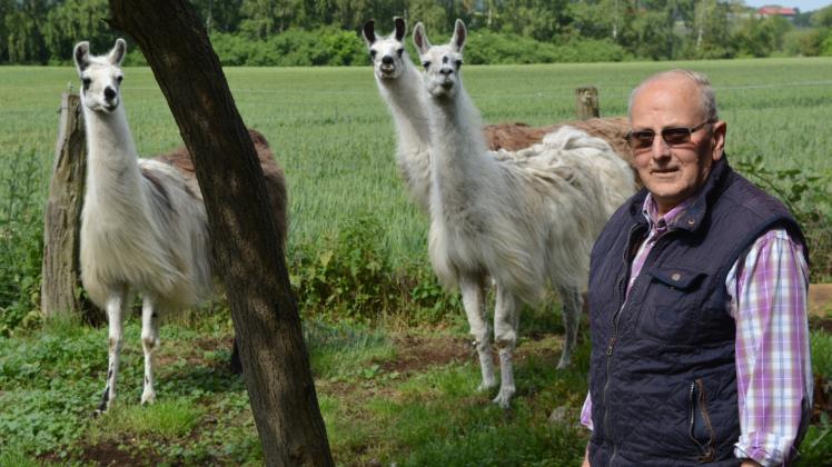 Ganz schön neugierig blicken die Lamas in Badendiek in die Kamera. Aber die „Spuckis“, wie sie Besitzer Gerhard Gerlach nennt, sind auch ziemlich scheue Tiere.  
