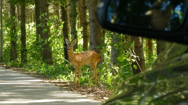Mit Wild müssen Autofahrer zu jeder Jahreszeit rechnen.  