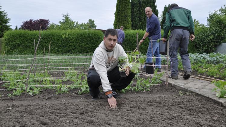 Pflanzzeit im Tafel-Garten: Der 28-jährige Colin Luu Van bringt Gurkenpflanzen in die Erde. Fotos: Holger Glaner 