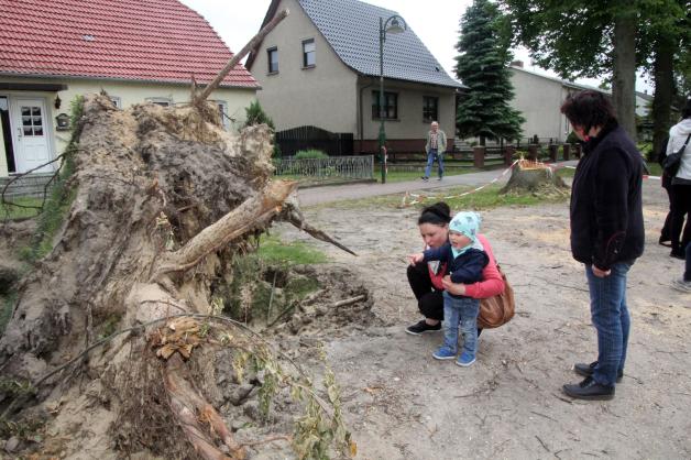 Der kleine Noah (2) staunt mit seiner Mama Annett Brüsewitz über die große Baumwurzel, die der Sturm aus dem Erdreich kippte.