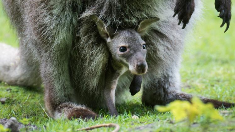 Blick aus Mamas Beutel in die Welt: Bennett-Känguru 