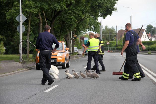 Unter Polizei- und Feuerwehrschutz zum Schwanenteich: 10-köpfige Schwanenfamilie hält Retter in Rostock in Atem - vorher behinderten Tiere S-Bahn-Verkehr