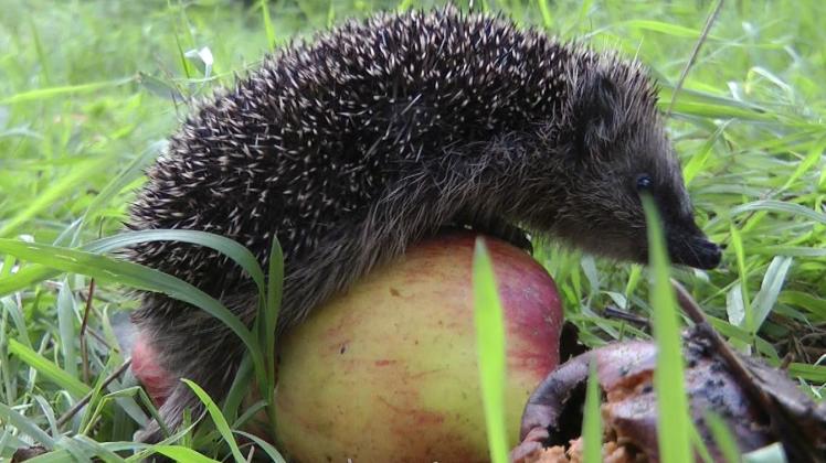 Ein Foto aus dem neuen Film: „Geliebt und gehasst – Igel und Maulwurf im Garten“. Der Streifen soll im Herbst 2018 fertig sein und dann im Frühjahr 2019 im WDR ausgestrahlt werden. 
