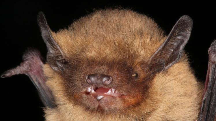 Fledermaus