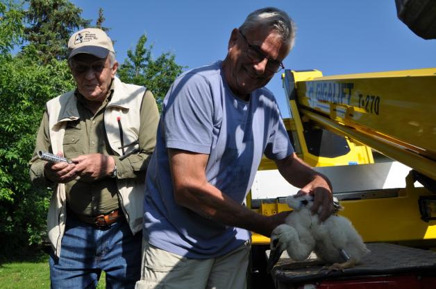 Der ehemalige Kurator des Rostocker Zoos, Hans-Wolfgang Nehls (l.), erhält beim Beringen der Störche Hilfe von Frank Renne. Der ehemalige Kurator des Rostocker Zoos, Hans-Wolfgang Nehls (l.), erhält beim Beringen der Störche Hilfe von Frank Renne.