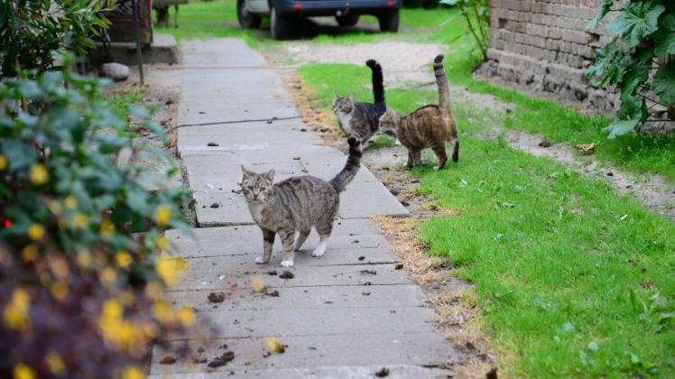 Auf seine Katzen kann sich Helmut Feldten seit Jahren verlassen. Sie halten die Nager erfolgreich in Schach.  