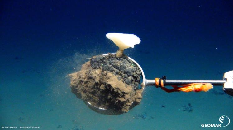 Forscher interessieren sich für die Metallknollen auf dem Meeresboden der Tiefsee.  