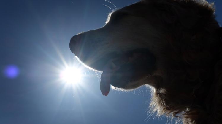 Hechelt ein Hund extrem stark oder wird sein Speichel zäh, dann könnten das Zeichen für einen Hitzeschlag sein.  