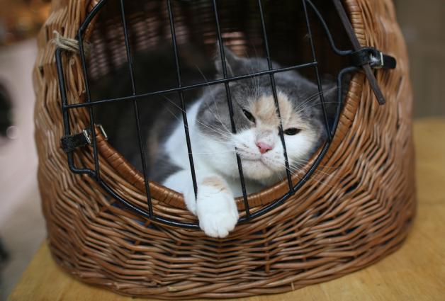 Katzen können sich bei Hitze gut selber helfen – ganz wichtig ist aber: In der Transportbox dürfen sie nie länger in der Sonne abgestellt werden.  