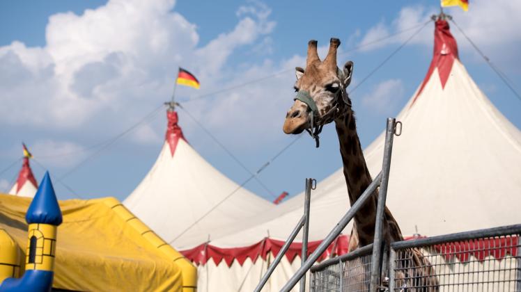 Giraffe im Zirkusgehege das will die Rostocker Bürgerschaft eigentlich nicht mehr sehen, doch fürchtet Prozesse.  
