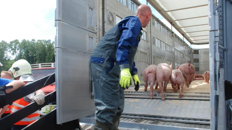 Nur etwa 100 Ferkel überlebten den Unfall.  