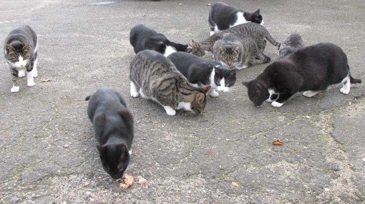 Viele frei lebende Katzen halten die Anwohner in der Peckateler Straße in Raben Steinfeld in Schach. 