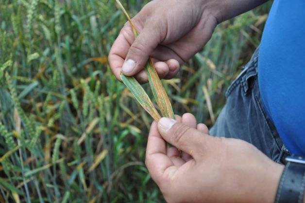 Leider gut sichtbar: Der Schädlingsbefall (Septoria) auf den Weizenblättern. Leider gut sichtbar: Der Schädlingsbefall (Septoria) auf den Weizenblättern.