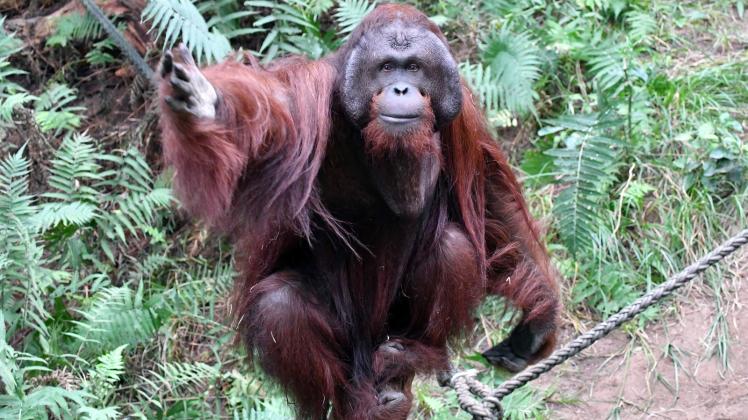 Orang-Utans wie Rostocks Sabas sind in freier Wildbahn stark gefährdet. Orang-Utans wie Rostocks Sabas sind in freier Wildbahn stark gefährdet.