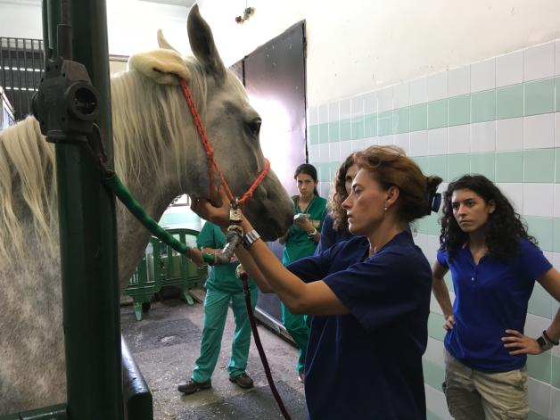 Professionell und liebevoll wird Nasar in der Tier-Intensivklinik in Barcelona rund um die Uhr versorgt. 